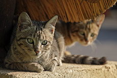 Katzenkinder 